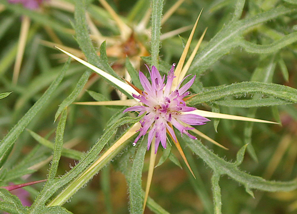 Centaurea calcitrapa/Fiordaliso stellato